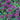 Beebalm - Balmy Purple