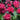 Beebalm - Balmy Rose