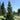 Fir - Balsam