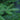 Fir - Balsam