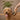 Bamboo Switch Pet Grooming Brush