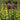 Baptisia - Decadence Lemon Meringue
