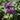 Dead Nettle - Beacon Silver