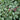 Dead Nettle - Beacon Silver