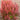 Barberry - Orange Rocket