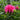 Beebalm - Bee-You Bee-Merry