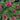 Beebalm - Bee-You Bee-Merry