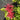 Beebalm - BeeMine Red