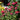 Beebalm - BeeMine Red
