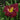 Daylily - Bela Lugosi