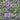 Bellflower - Birch Hybrid