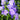 Bellflower - Takion Blue