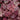 Coral Bells - Berry Smoothie