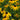 Black Eyed Susan