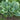 Hosta - Big Daddy