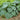 Hosta - Big Daddy