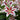 Asiatic Lily - Big Smile