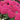 Sedum - Birthday Party