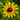 Black-Eyed Susan Minnesota Native