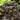 Ajuga - Bugleweed Black Scallop