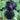 Iris - Blackwater