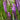 Blazing Star - Prairie