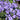 Phlox - Woodland Blue Moon