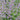 Catmint - Blue Wonder