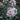 Allium - Blue Eddy