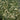 Grass - Blue Grama