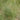 Grass - Blue Grama