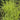 Sedge Grass - Bowles Golden