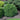 Boxwood - Green Velvet