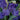Bearded Iris - Breakers