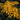 Ligularia - Britt-Marie Crawford