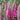 Speedwell - Pink Candles