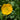 Iceland Poppy - Champagne Bubbles Yellow