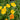 Iceland Poppy - Champagne Bubbles Yellow