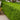 Boxwood - Wintergreen