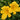 Daylily - Buttered Popcorn