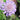 Pincushion - Butterfly Blue