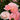 Rose - Calypso