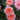 Rose - Calypso