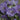 Bellflower - Takion Blue