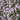 Creeping Phlox - Candy Stripe
