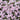 Creeping Phlox - Candy Stripe