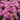 Aster - Kickin Carmine Red