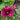 Hollyhock - Spring Celebrities Purple