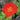 Iceland Poppy - Champagne Bubbles Scarlet
