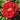 Rose - Champlain